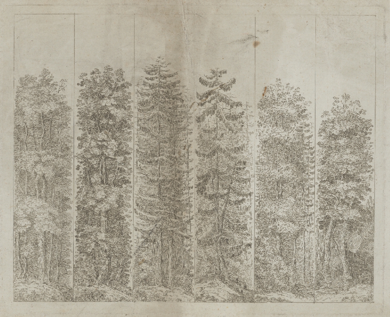 Stredoeurópsky maliar z 19. storočia – Šesť druhov stromov, okolo 1850, Galéria mesta Bratislavy