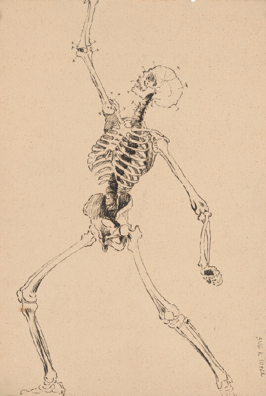Ján Fadrusz – Štúdia ľudskej kostry 