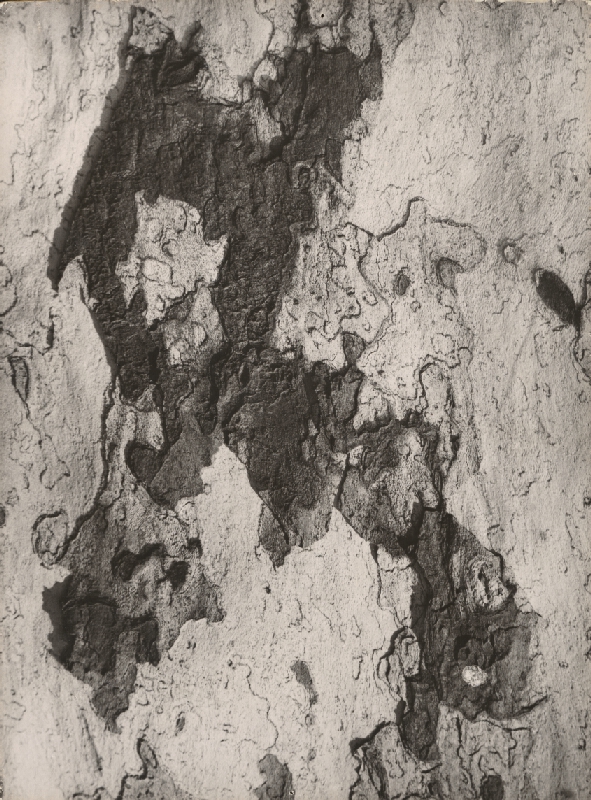 Otakar Nehera – Kôra II., 1961, Slovenská národná galéria 