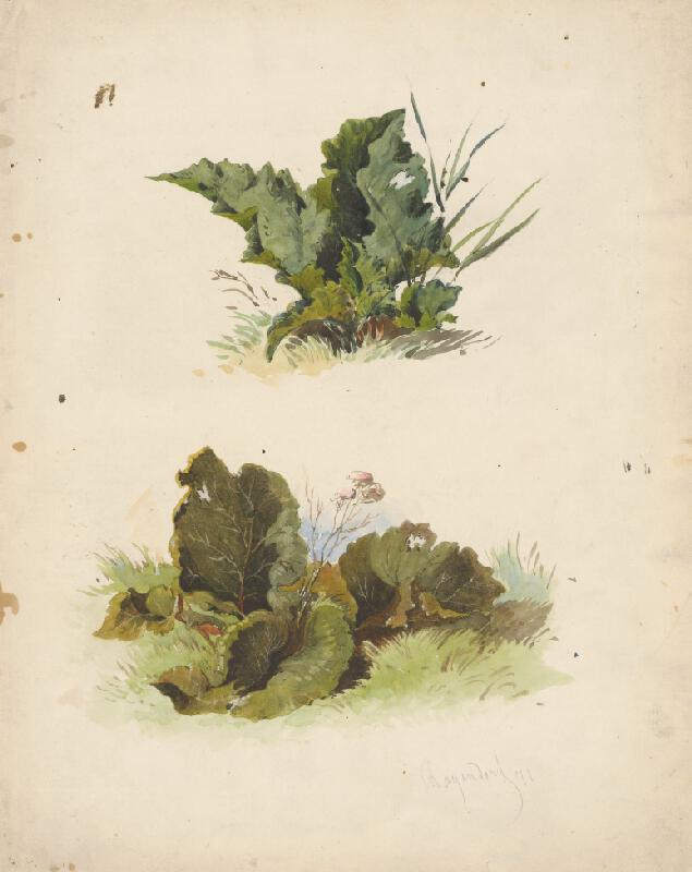 Friedrich Carl von Scheidlin – Study of Broadleaved Plants 