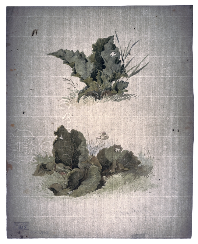 Friedrich Carl von Scheidlin – Štúdia listnatých rastlín 