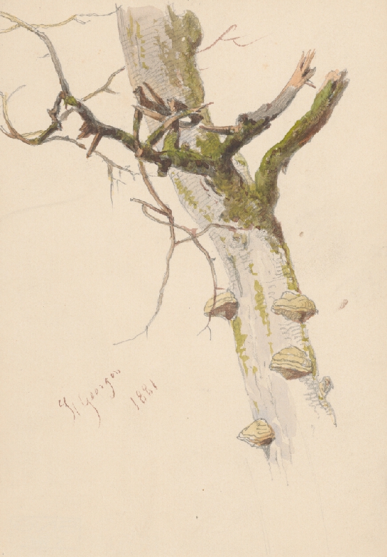 Friedrich Carl von Scheidlin – Study of Tree Trunk with Branches and Mushrooms 