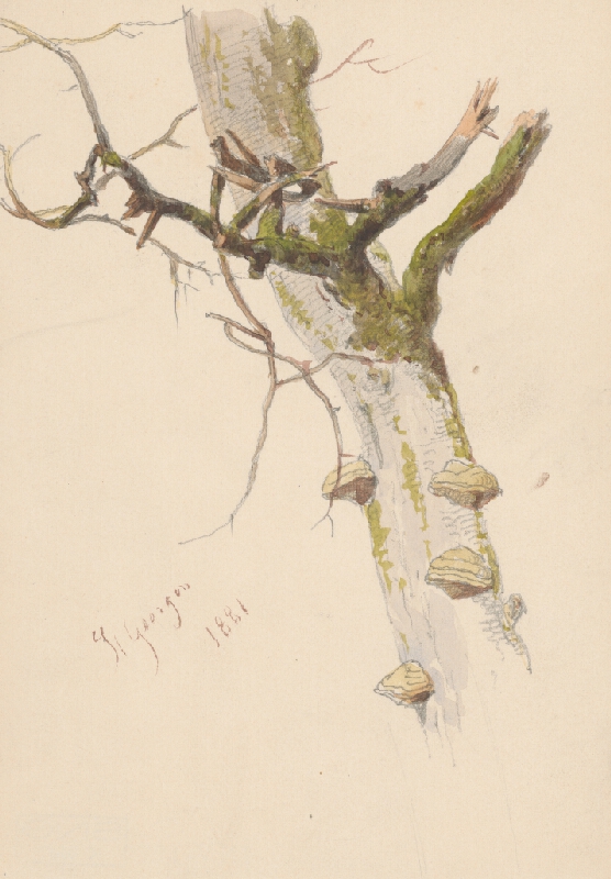 Friedrich Carl von Scheidlin – Štúdia kmeňa stromu s konármi a hubami 