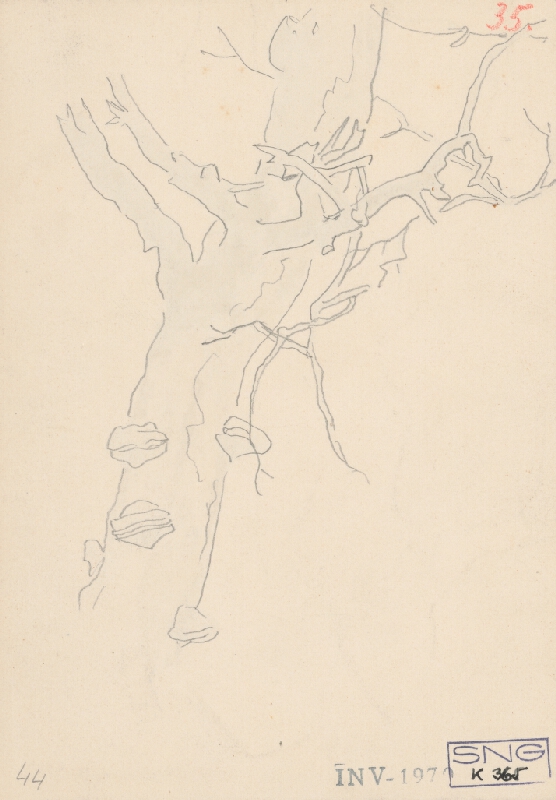Friedrich Carl von Scheidlin – Study of Tree Trunk with Branches and Mushrooms 