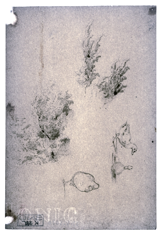 Friedrich Carl von Scheidlin – Štúdia lesného krovia. Kačičky 