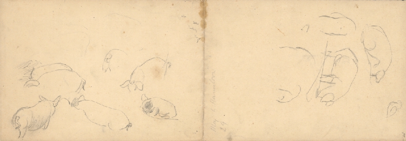 Jozef Hanula – Piglets 