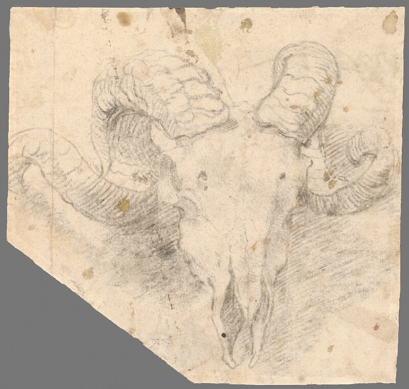 Francúzsky majster z 18. storočia – Head Study of an Ibex 