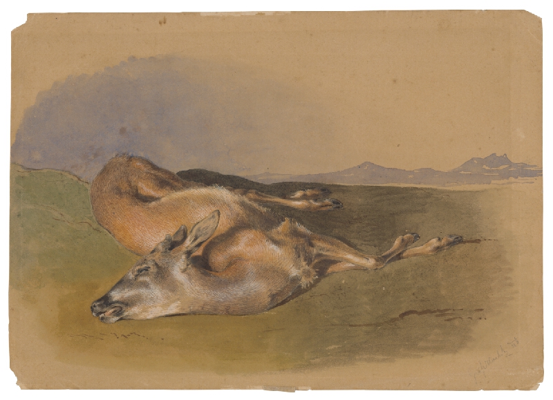 Friedrich Carl von Scheidlin – Dead Doe 