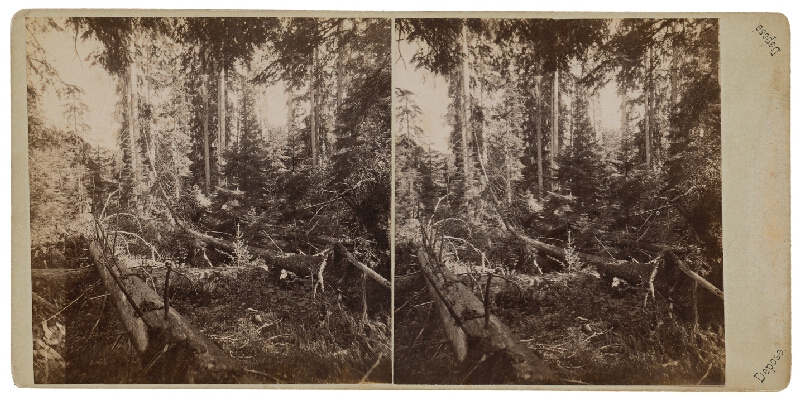 Neznámy autor – Šumava. Šumavský prales 