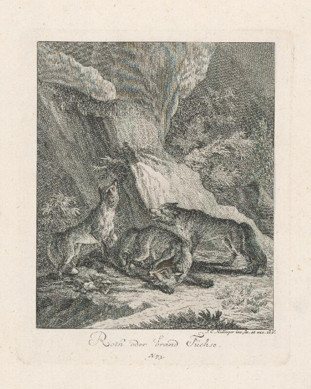 Johann Elias Ridinger – Líšky 
