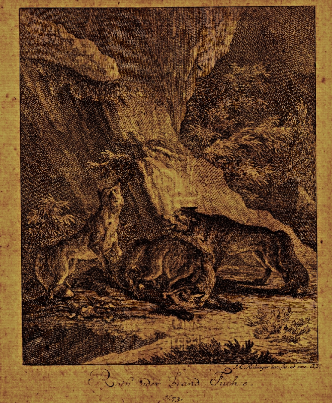 Johann Elias Ridinger – Líšky 