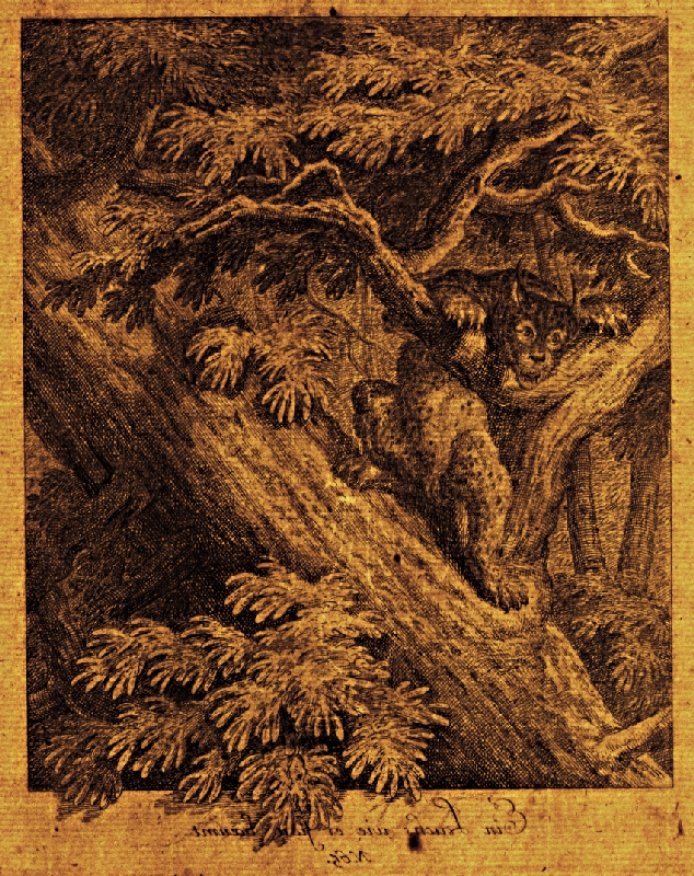 Johann Elias Ridinger – Loviaci rys 