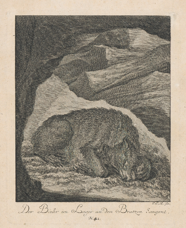 Johann Elias Ridinger – Spiaci medveď 