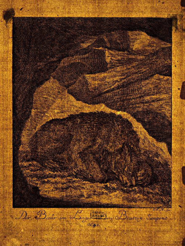 Johann Elias Ridinger – Spiaci medveď 