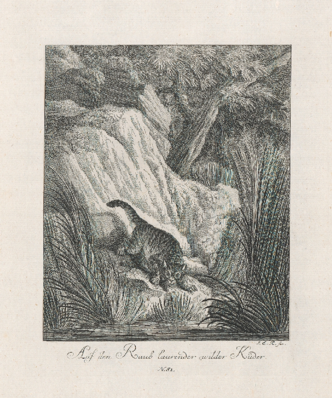 Johann Elias Ridinger – Rys na love 