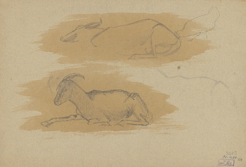 Ferdinand Katona – Štúdia kôz 