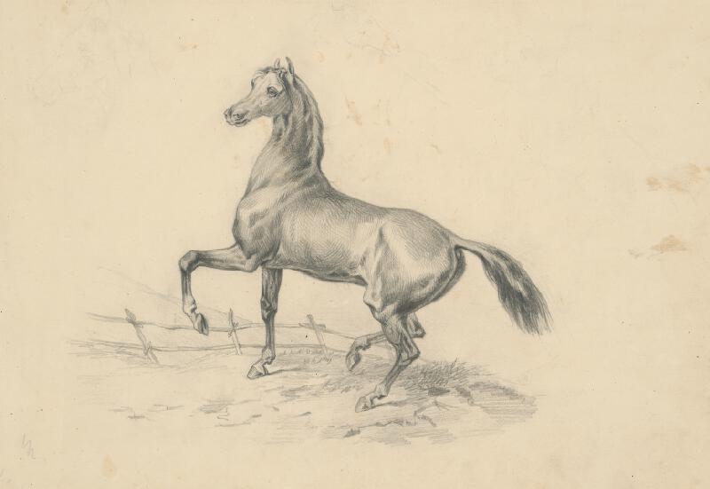 Slovenský maliar z 2. polovice 19. storočia – Štúdia koňa 