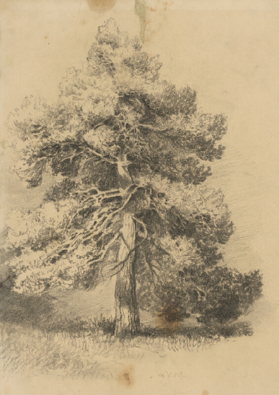 Ladislav Mednyánszky – Štúdia stromu 