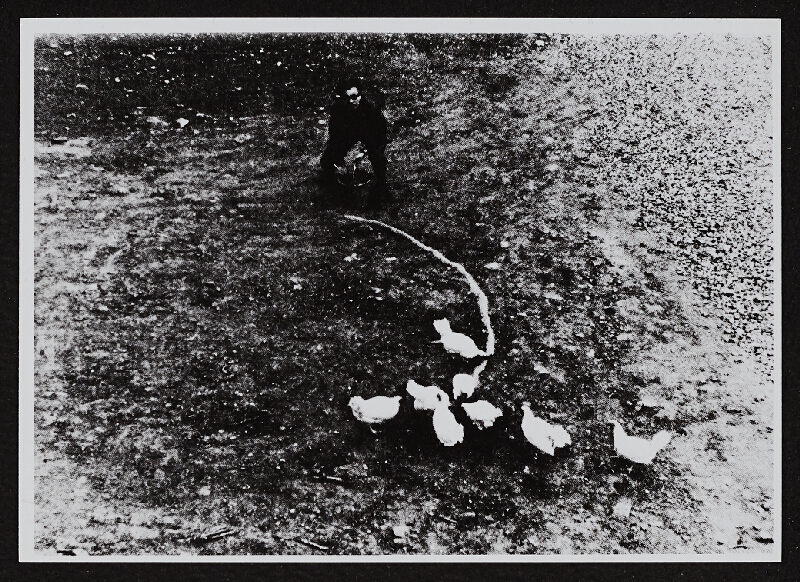 Ladislav Novák – Akce se slepicemi 