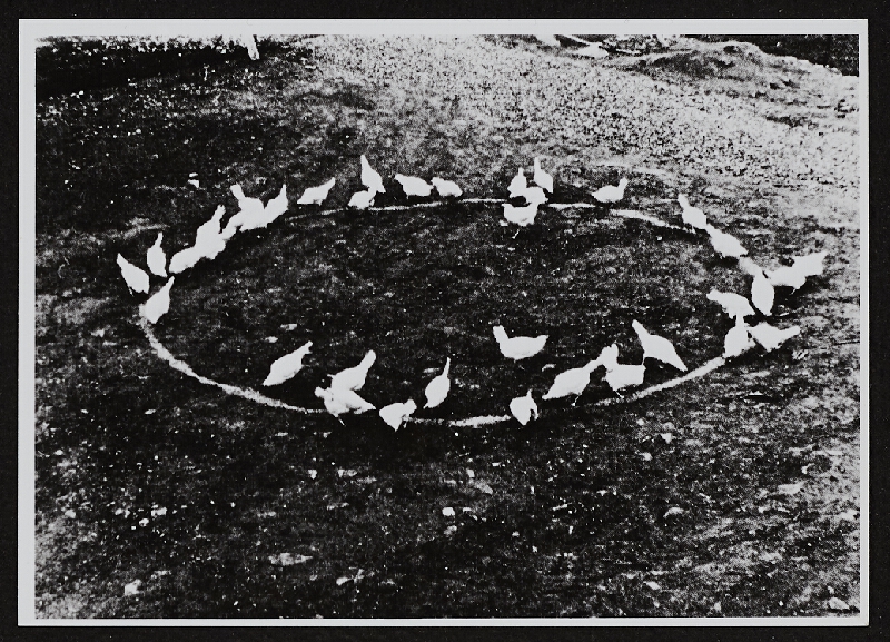 Ladislav Novák – Akce se slepicemi 