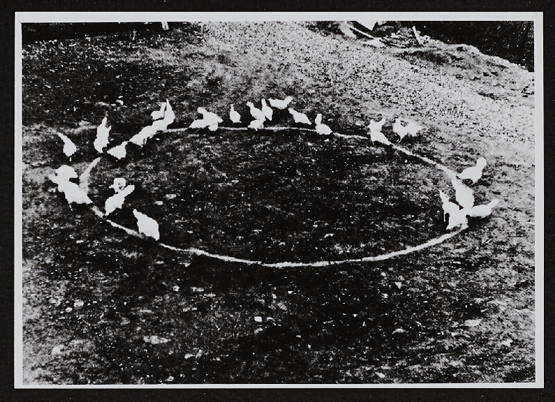 Ladislav Novák – Akce se slepicemi 