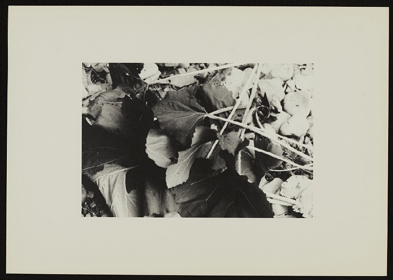 Jan Wojnar – Šest ohlédnutí při odkrývání 