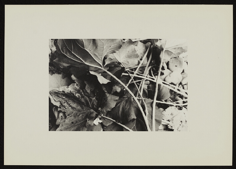 Jan Wojnar – Šest ohlédnutí při odkrývání 