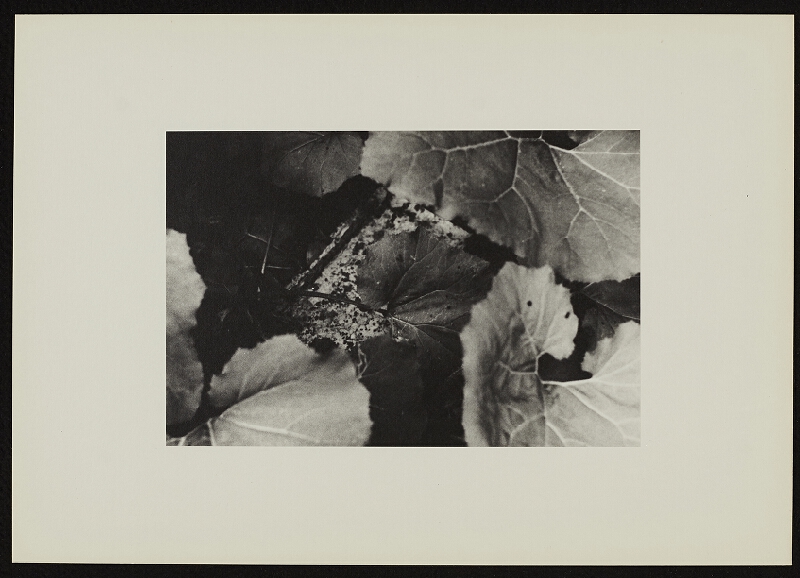 Jan Wojnar – Šest ohlédnutí při odkrývání 