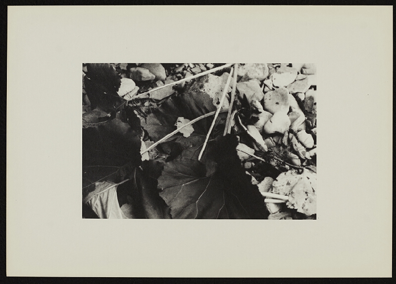 Jan Wojnar – Šest ohlédnutí při odkrývání 