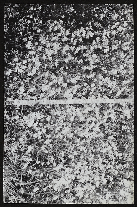 Imre Bak – White Stripes 