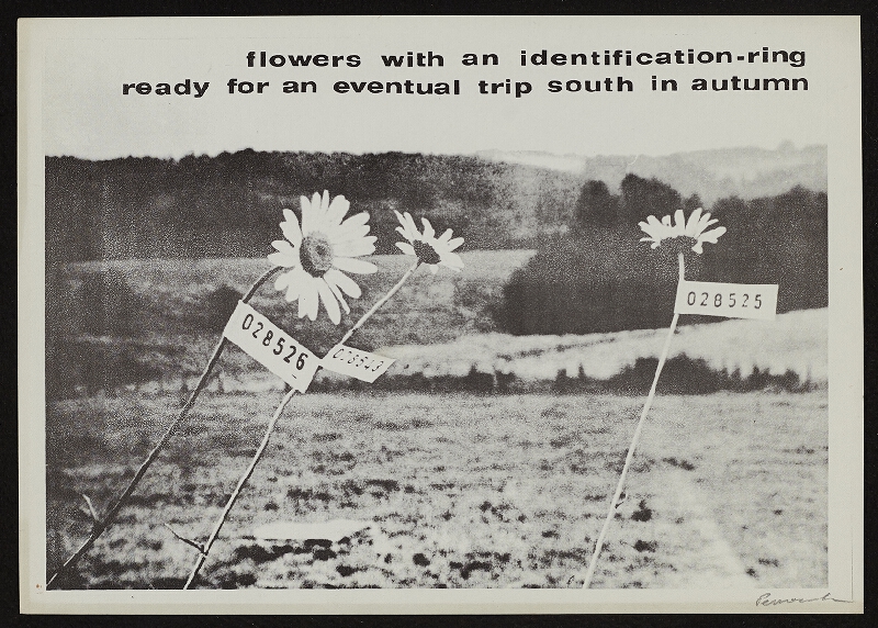 Géza Perneczky – Identification - program 